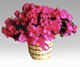 azaleas.jpg (9066 bytes)